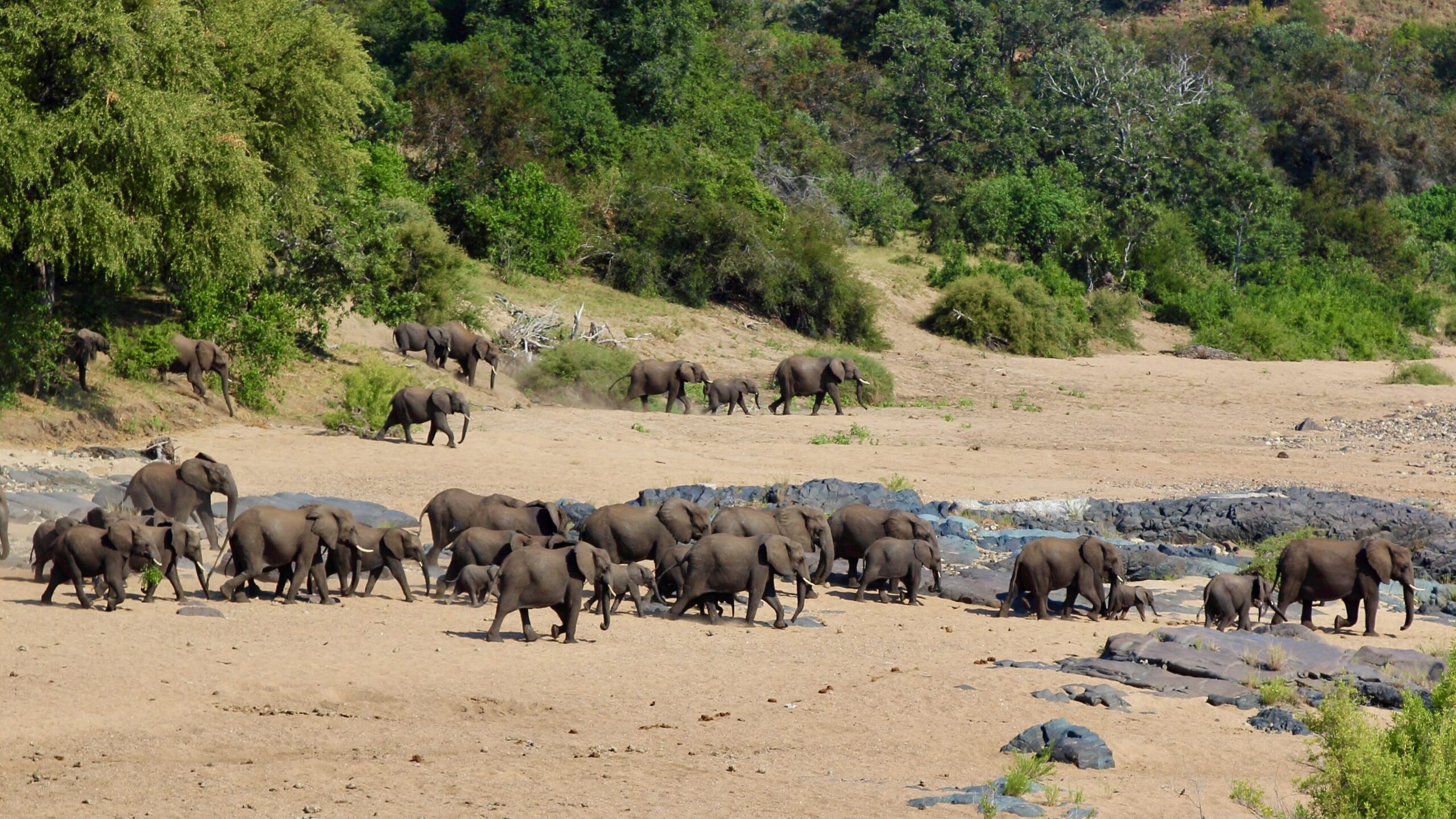 Elephants in Timbavati Nature Reservev