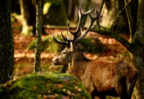 Eriksberg Hotell och Safaripark – där naturen tar andan ur dig