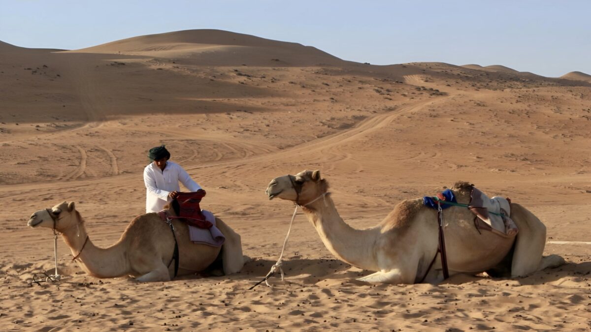 Oman desert camel