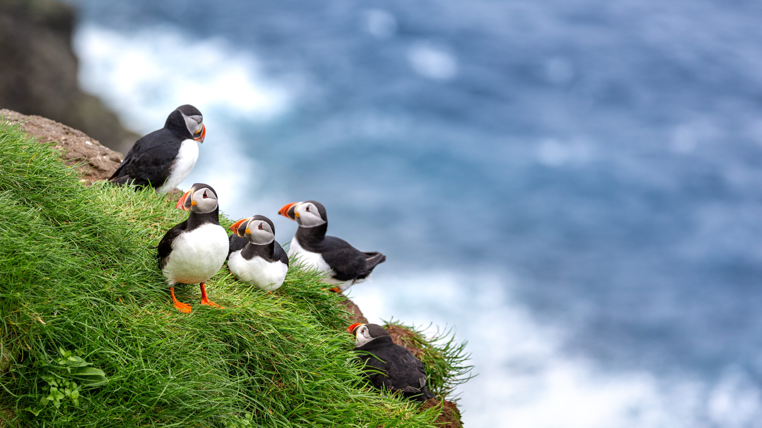 Mykines, puffins