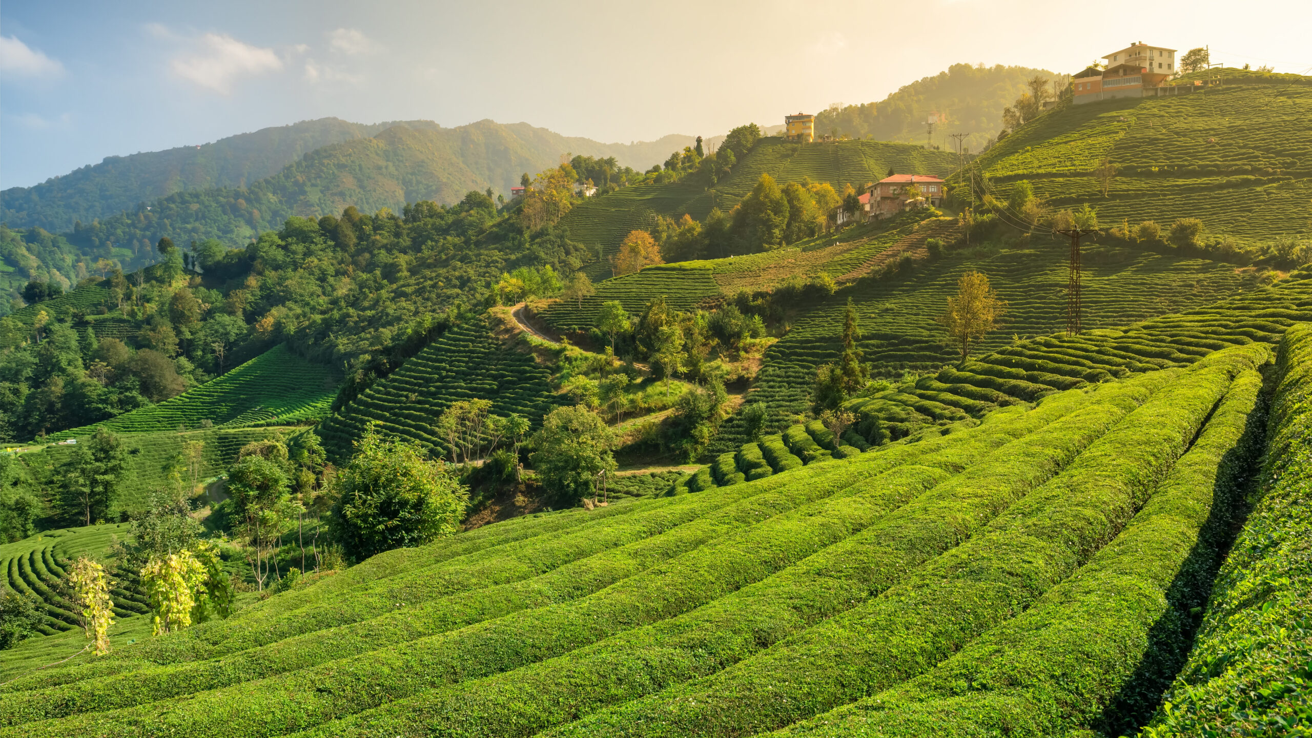 Beautiful tea garden in Black sea region, Rize, Turkey. Turkish tea plantations landscape in Rize province, Turkey