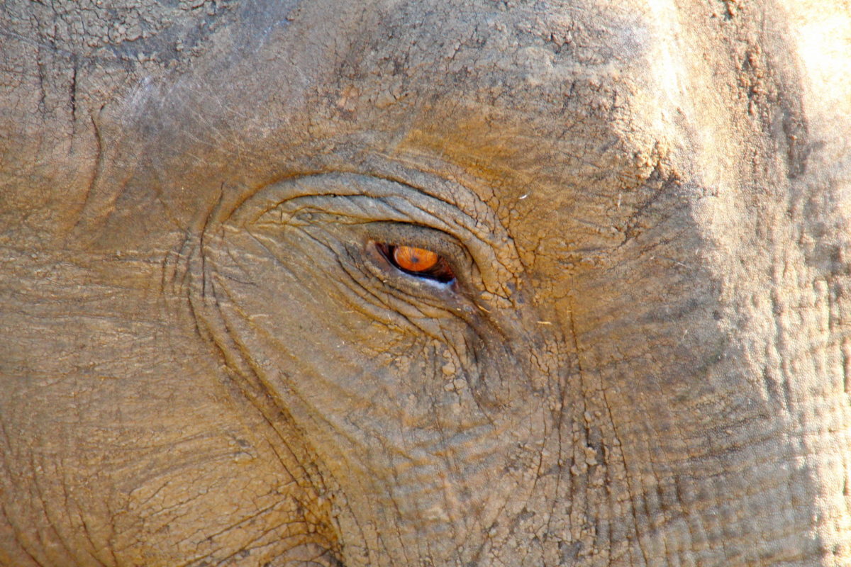 Safari Sri Lanka Elephant