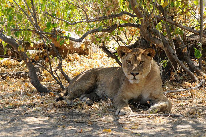 Botswana Safari, Lion