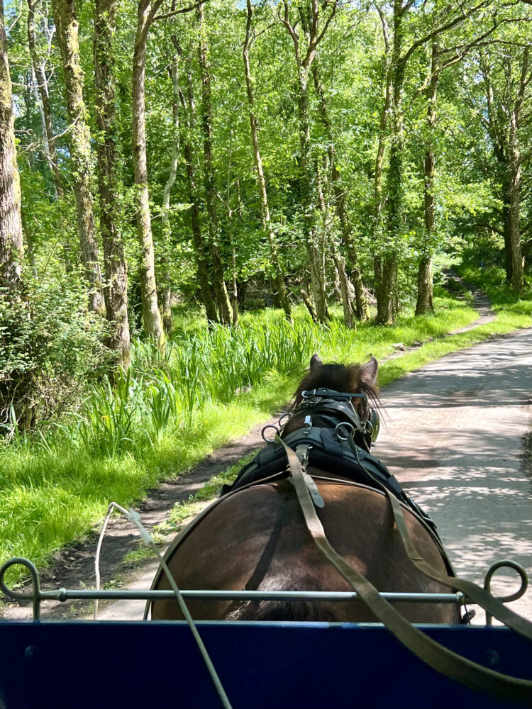 jaunting car killarney