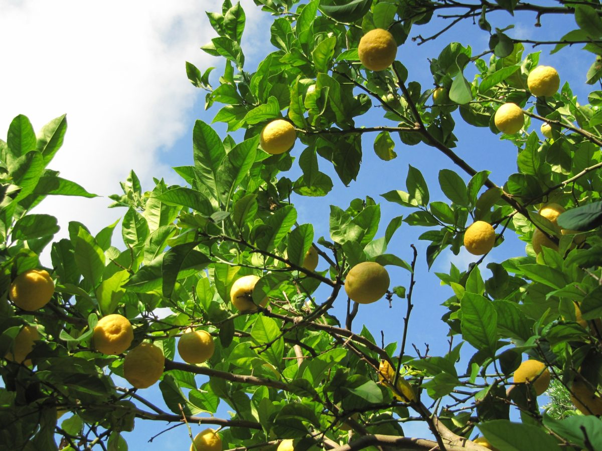 Lemontree i Korfu