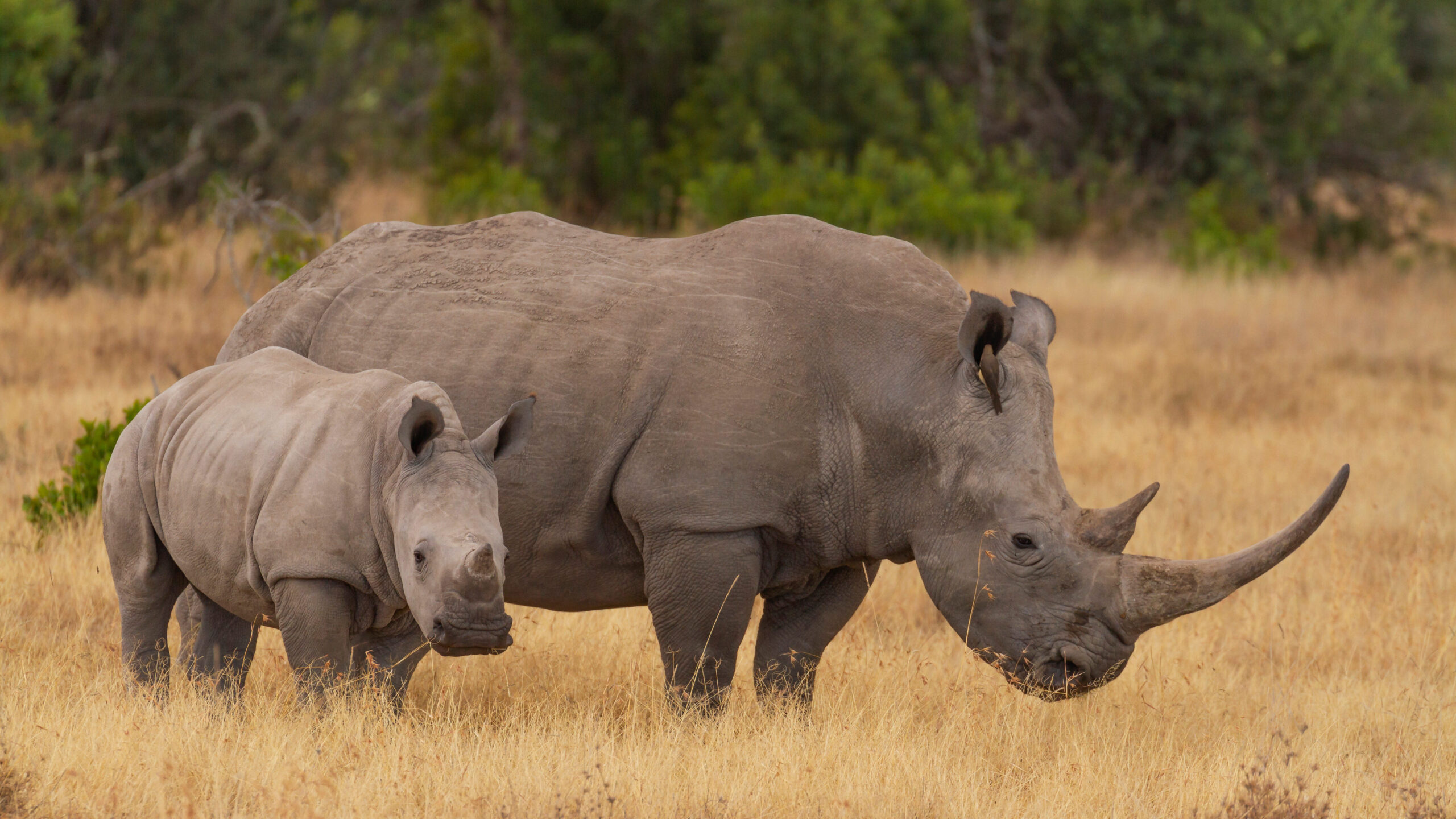 Timbavati Nature Reserve