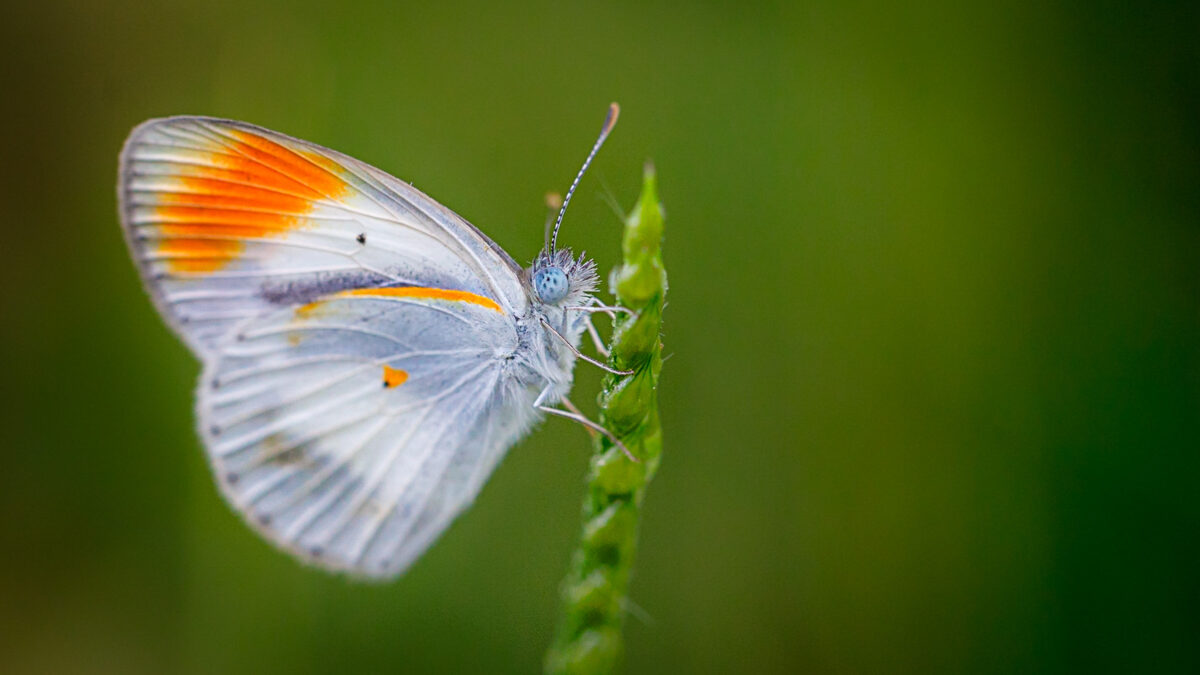 Timbavati Nature Reserve