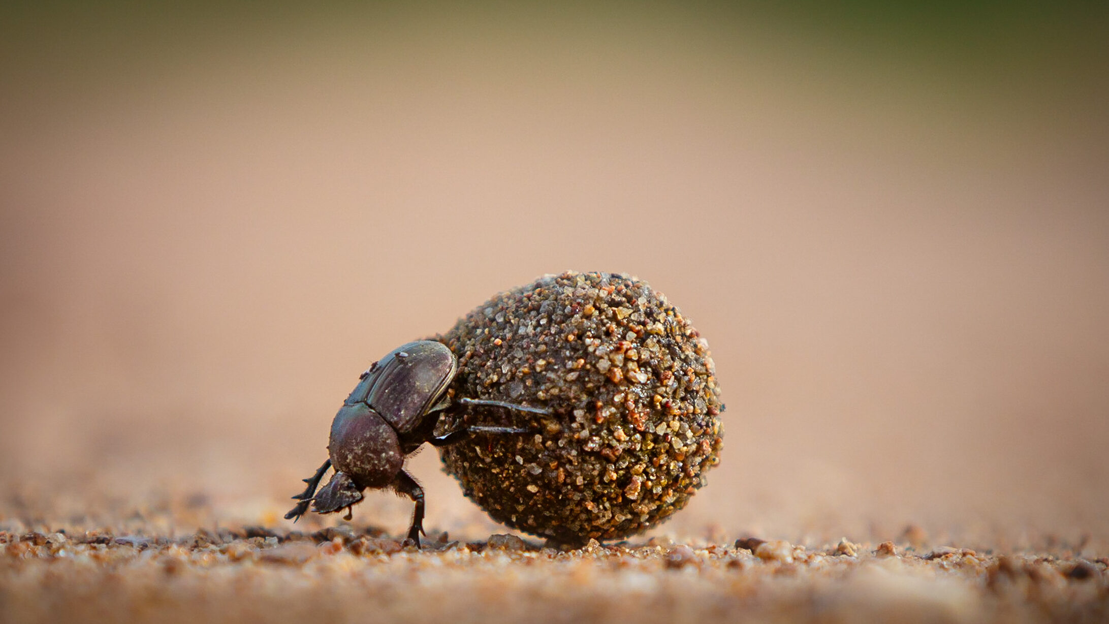 Timbavati Nature Reserve