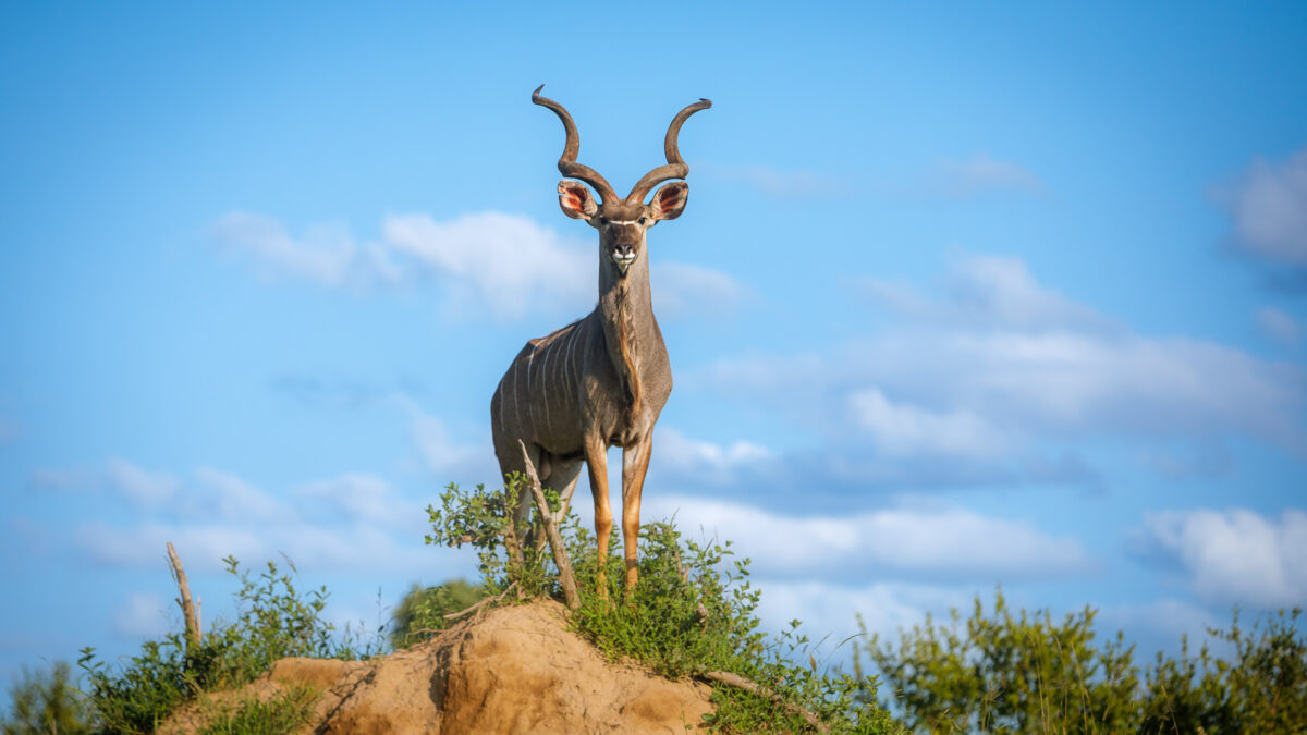 Timbavati Nature Reserve