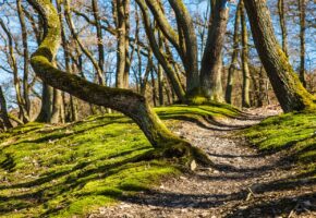 Upptäck Stockholms bästa vandringsleder – guide till vandring i Stockholm
