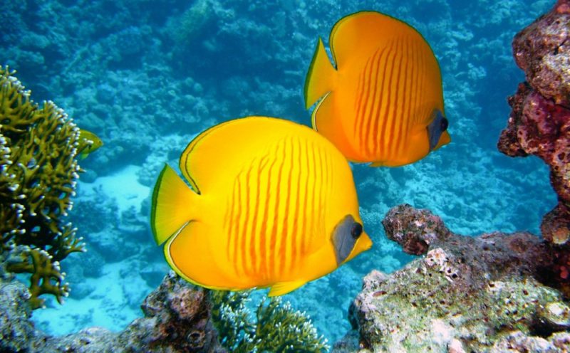 Maldives fishes hitta nemofisk